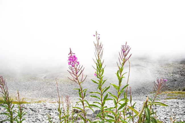 Wildflowers on Chain Lakes loop trail