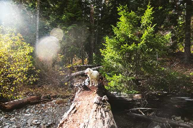 log bridge