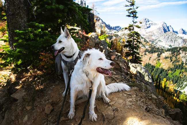 dogs on trail