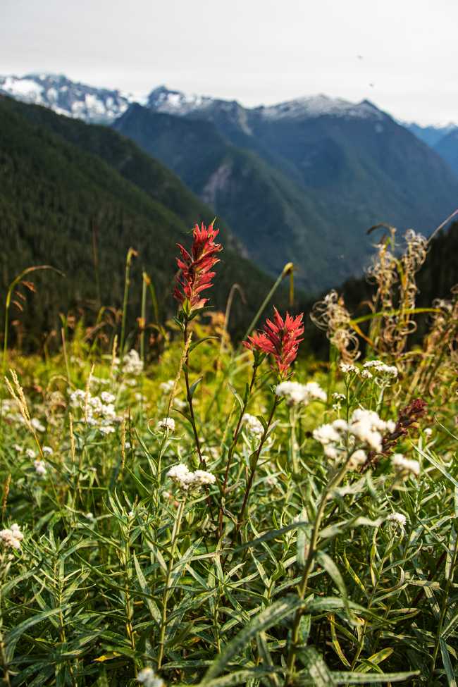 wildflowers