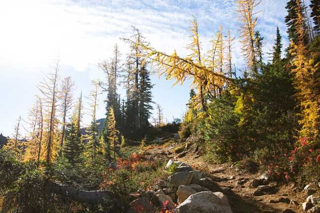 larch over trail