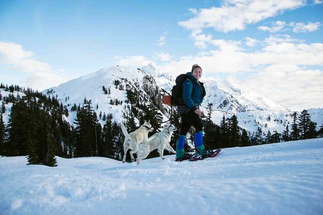 14 snowshoe dogs