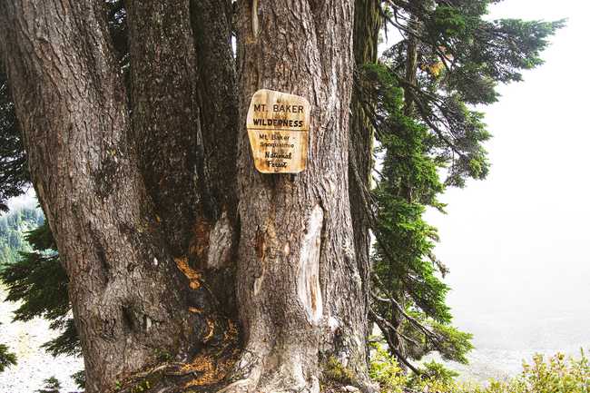 Mt Baker Wilderness sign on a tree