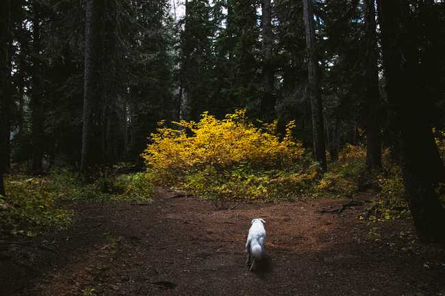 fall colors