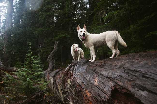 dog on log