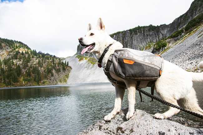 My dog, Ember, at Iceberg Lake.