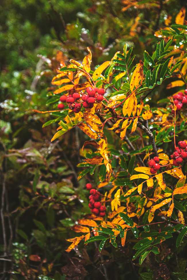 Fall colors showing on Chain Lakes loop