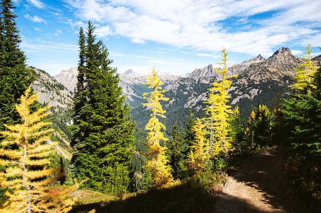 last larches