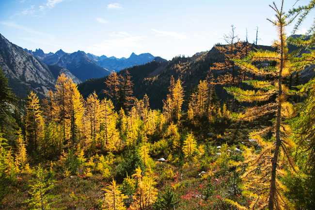 larch transition