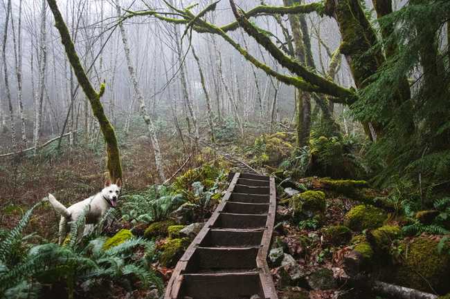 02 trail stairs