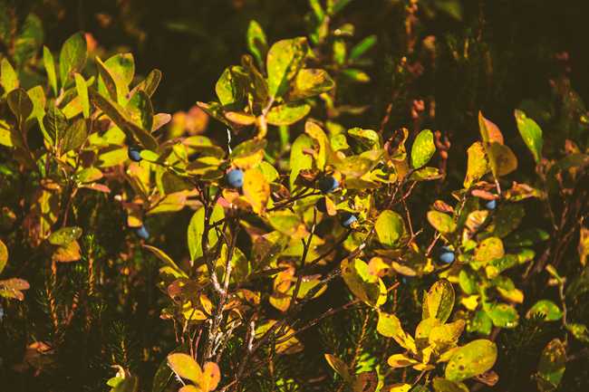 Huckeberry bush in Mt Baker Wilderness